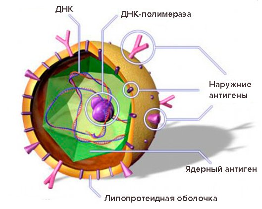 Гепатит B