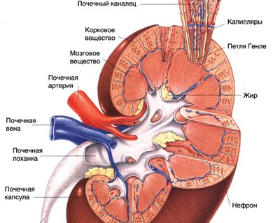 Хронический гломерулонефрит