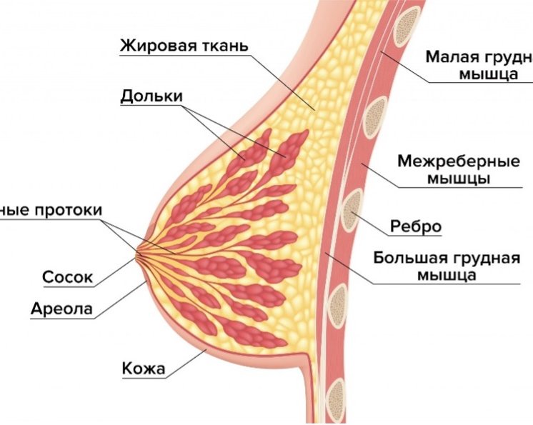 Строение женской репродуктивной системы